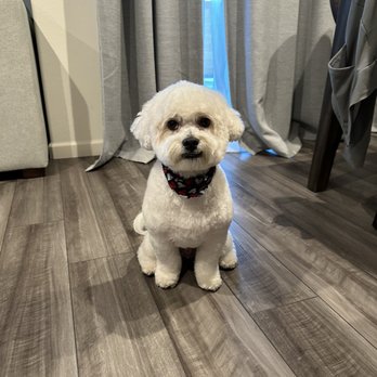 Optimus Pet Grooming - Pet Groomers Near Me - Fresno, California Optimus Pet Grooming - Pet Groomers Near Me - Fresno, California