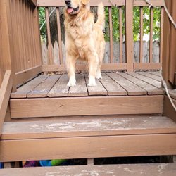 Pawfessional Pet Care