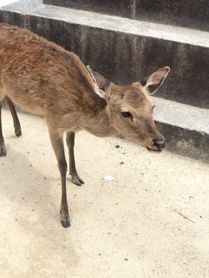 Momijidani Park by null