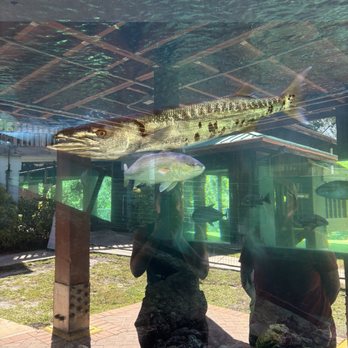 Gumbo Limbo Nature Center - Barracuda - Parks Near Me - Boca Raton, Florida Gumbo Limbo Nature Center - Barracuda - Parks Near Me - Boca Raton, Florida
