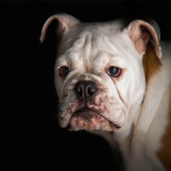 Zoomania - Mangimi per cani
