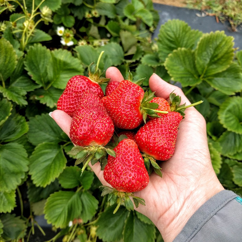 Waller Family Farm - Beautiful on the outside, tasty on the inside! - Fruits & Veggies Near Me - Durham, North Carolina Waller Family Farm - Beautiful on the outside, tasty on the inside! - Fruits & Veggies Near Me - Durham, North Carolina