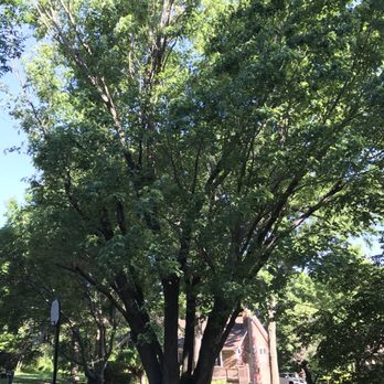 Elite Tree Service - a large tree in a residential neighborhood - Nurseries & Gardening Near Me - Shawnee, Kansas