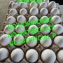 Snyder's Fresh Eggs
