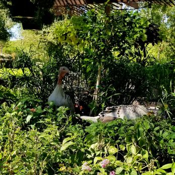 Whitfill Nursery - Can you see what's hidden in this photo? - Nurseries & Gardening Near Me - Gilbert, Arizona