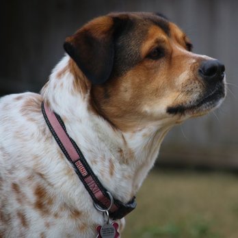 Happy Tails Pet Pal - Bella's a very big girl! - Dog Walkers Near Me - Plano, Texas Happy Tails Pet Pal - Bella's a very big girl! - Dog Walkers Near Me - Plano, Texas