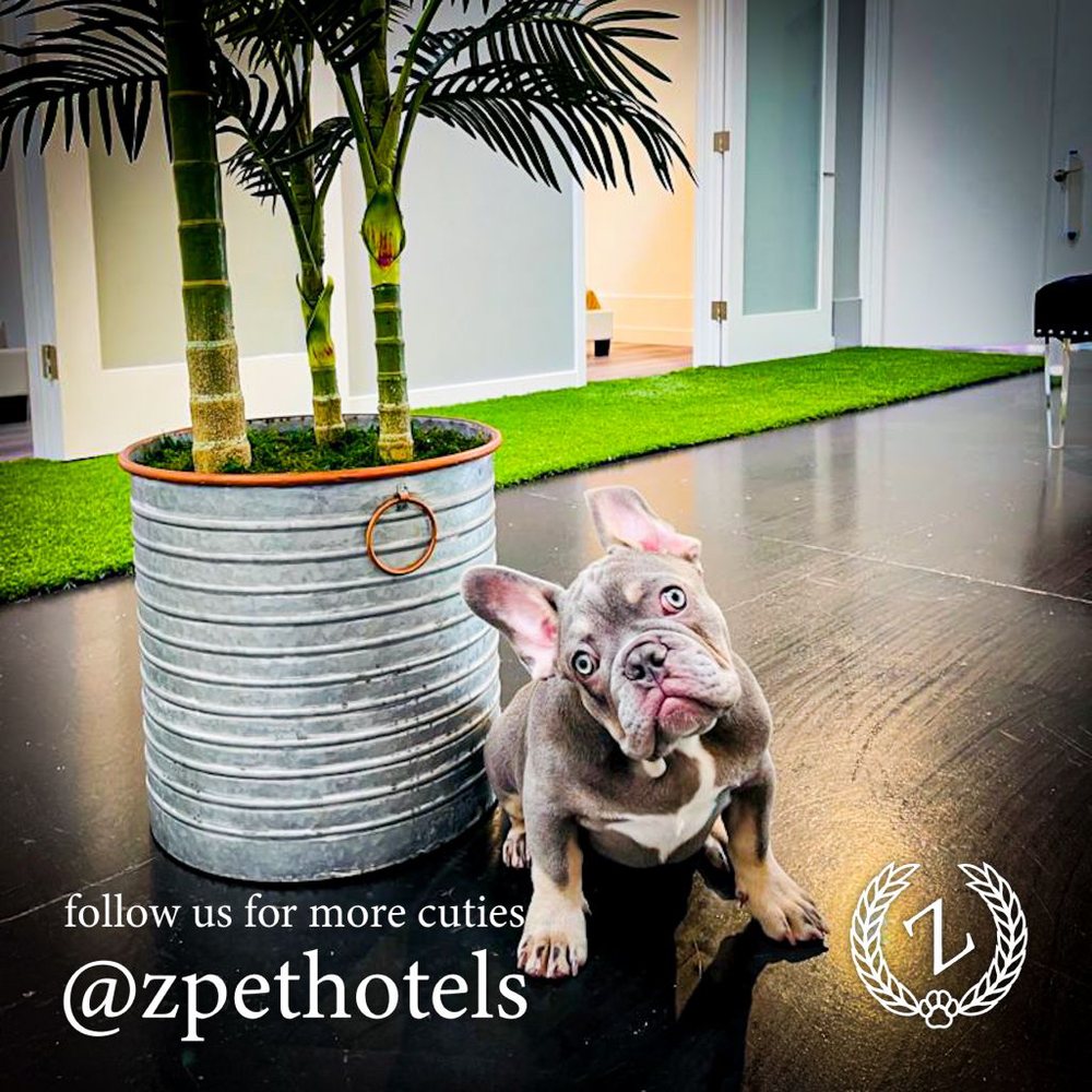 Z PET HOTELS 311 Photos & 69 Reviews 5275 Arville St, Las Vegas