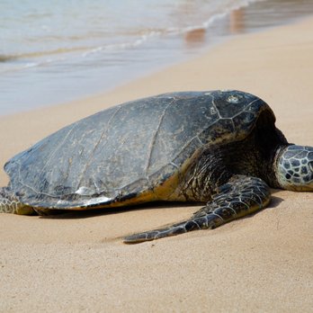 Laniakea Beach - turtle - Beaches Near Me - Haleiwa, Hawaii Laniakea Beach - turtle - Beaches Near Me - Haleiwa, Hawaii