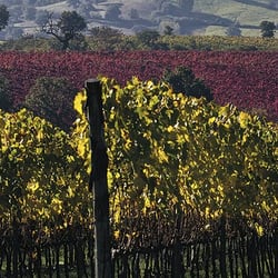 Cantina Vignaioli del Morellino - I vigneti della Cantina dei Vignaioli del Morellino di Scansano