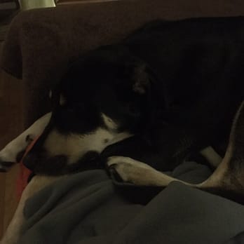 East Coast Adoption Agency - Riley - Animal Shelters Near Me East Coast Adoption Agency - Riley - Animal Shelters Near Me