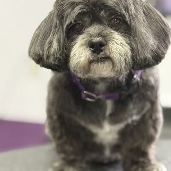 Tender Touch Dog Styling - Pet Groomers Near Me - Norway, Michigan Tender Touch Dog Styling - Pet Groomers Near Me - Norway, Michigan