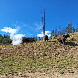 Hayden Valley - Bison