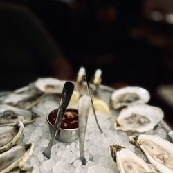 Saltie Girl - The World Is Your Oyster