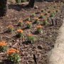 Photo of Felix Landscaping
