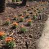 Felix Landscaping gift card