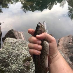 Quarry Park & Nature Preserve - Rainbow trout