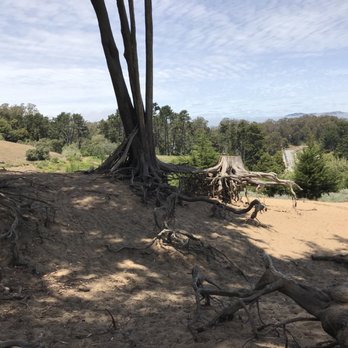 The Presidio - Trees growing out of the sand at the Presidio in San Francisco. - Parks Near Me