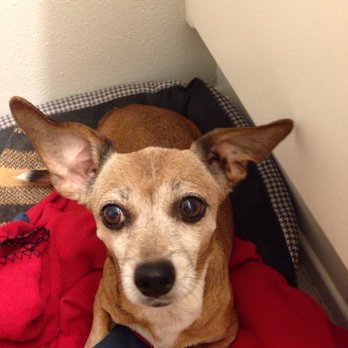 Western Veterinary Group - Our 9-14 year old Charlie - Veterinarians Near Me - Torrance, California Western Veterinary Group - Our 9-14 year old Charlie - Veterinarians Near Me - Torrance, California