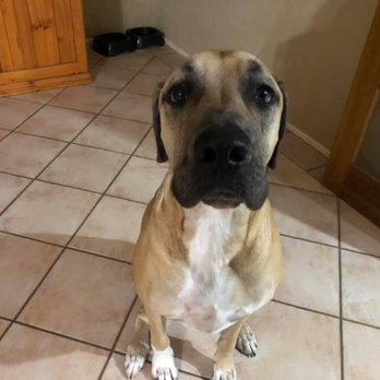 Kassie's Dog Walking And Pet Sitting - Dog Walkers Near Me - Elanora, QLD