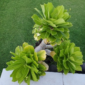 Maui Beach Hotel - Garden plant - Hotels Near Me - Kahului, Hawaii Maui Beach Hotel - Garden plant - Hotels Near Me - Kahului, Hawaii
