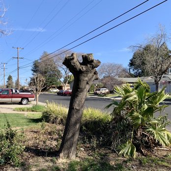 Stumpy's Tree Service - Fruitless Mullberry tree that hadn't been pruned in over 15 years, looks fantastic - Tree Services Near Me - Livermore, California Stumpy's Tree Service - Fruitless Mullberry tree that hadn't been pruned in over 15 years, looks fantastic - Tree Services Near Me - Livermore, California