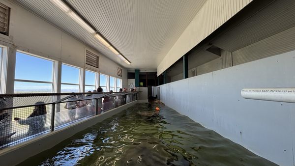 Seaside Aquarium by null