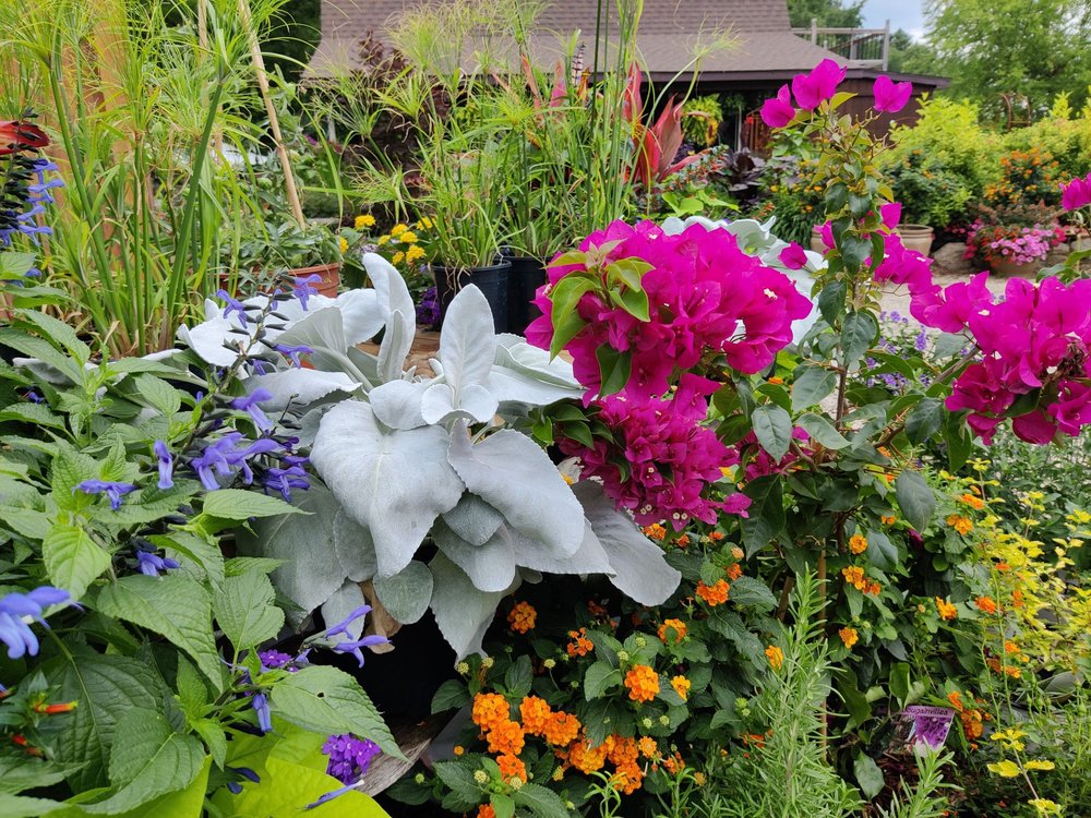 EVERLASTINGS IN THE WILDWOOD Updated September 2024 2577 W Brewer