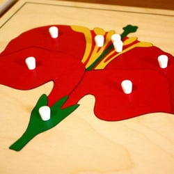 Casa dei Bambini Montessori - Botany Hibiscus Puzzle @ Casa dei Bambini Montessori Preschool in Santa Maria