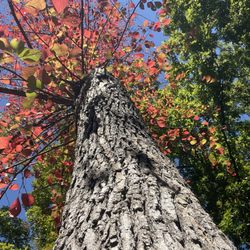 Hanson Regional Park