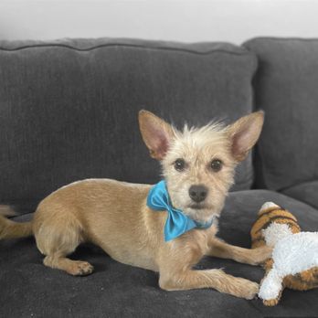Pooch Pawlor Spa - They always put a cute bow on him. - Pet Groomers Near Me - Glendale, California