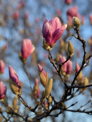 Norfolk Botanical Garden by null