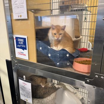 PetSmart - Cat for adoption, $220-$250. - Pet Stores Near Me - Niles, Illinois
