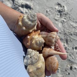 Bradenton Beach Marina