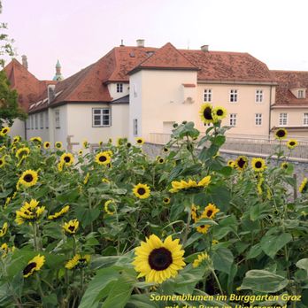 Burggarten - Sonnenblumen im Burggarten Graz neben der Grazer Burg - Amusement Parks Near Me