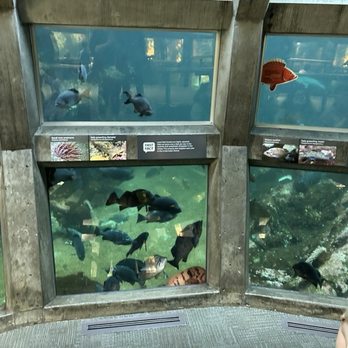 Seattle Aquarium - Aquariums Near Me - Seattle, Washington Seattle Aquarium - Aquariums Near Me - Seattle, Washington