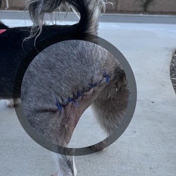 Pet Wellness Center - Mass removal POD#2. Very clean stitching. - Veterinarians Near Me - Murrieta, California Pet Wellness Center - Mass removal POD#2. Very clean stitching. - Veterinarians Near Me - Murrieta, California