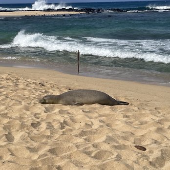Poipu Beach - Hawaiian monk seal. Slept when we were here. Every day we were here. - Beaches Near Me - Koloa, Hawaii Poipu Beach - Hawaiian monk seal. Slept when we were here. Every day we were here. - Beaches Near Me - Koloa, Hawaii