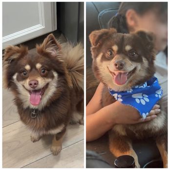 The Rich Groomer - Before & after - Pet Groomers Near Me - Sacramento, California