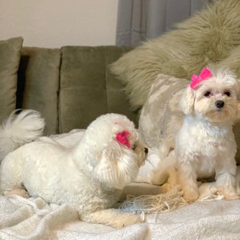 Calling All Paws - Snow What acting "Too Cute"! - Pet Groomers Near Me - Las Vegas, Nevada