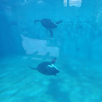 Orca Encounter - Amusement Parks Near Me - San Diego, California
