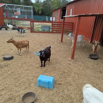 Petting Zoo Ocala - The goats - Petting Zoos Near Me - Ocala, Florida Petting Zoo Ocala - The goats - Petting Zoos Near Me - Ocala, Florida