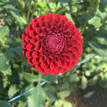 Jamie's Dahlias - Florists Near Me - Washougal, Washington