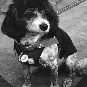 RockStar Rover - Pet Groomers Near Me