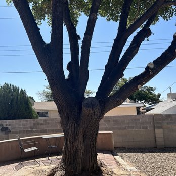 ROBERTS TREE SERVICE - Updated March 2026 - 27 Photos & 45 Reviews ...