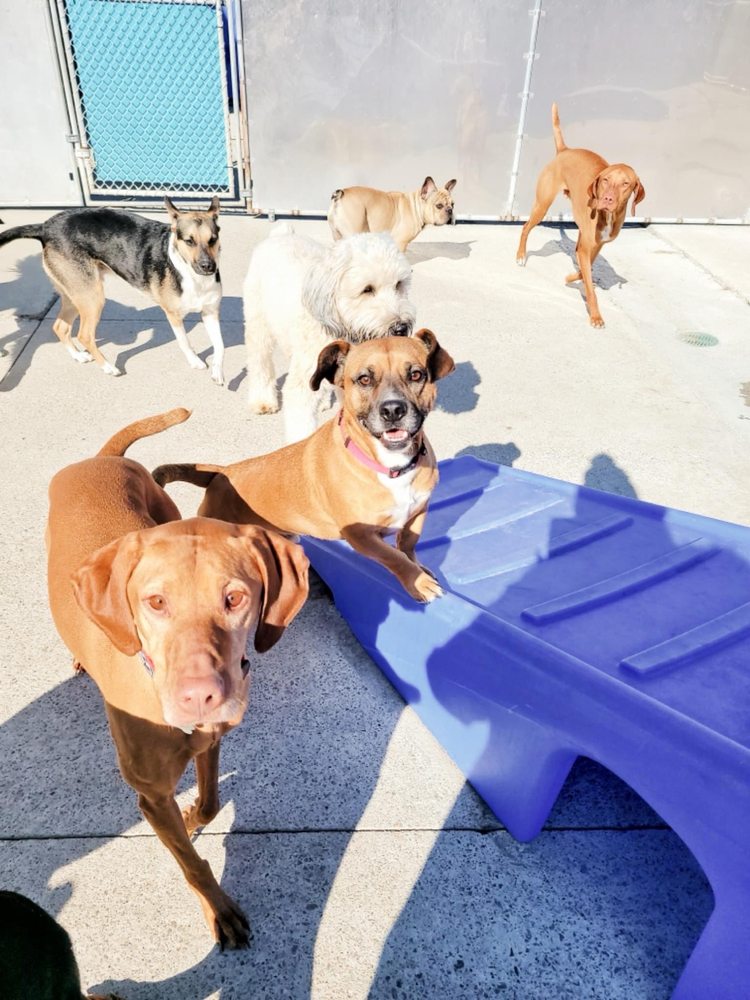 ANDERSON TOWNSHIP FAMILY PET CENTER Updated September 2024 50