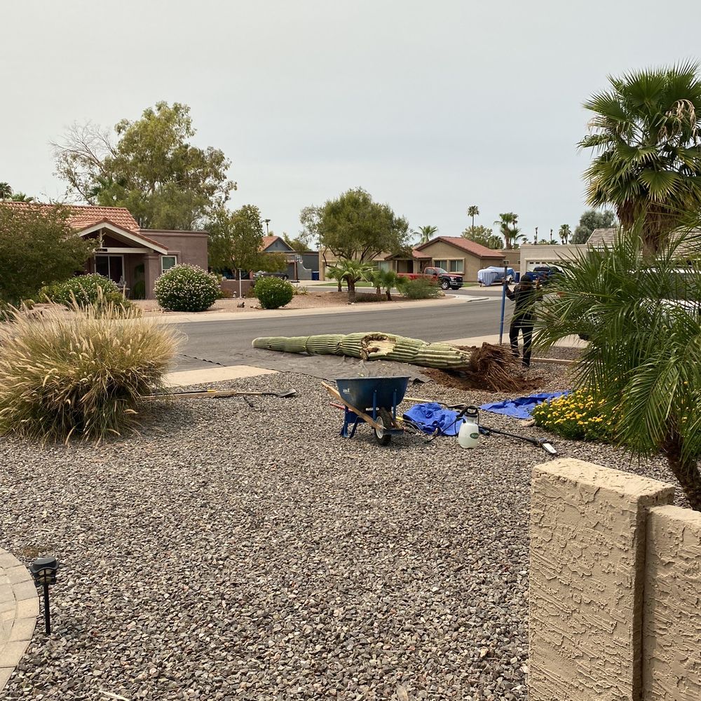 AZ Cactus Experts - Saguaro removal - Landscaping Near Me AZ Cactus Experts - Saguaro removal - Landscaping Near Me