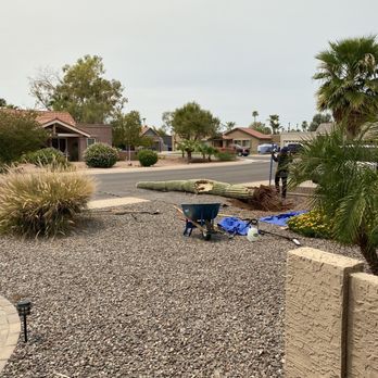 AZ Cactus Experts - Saguaro removal - Landscaping Near Me