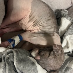 Hollywood Sphynx - My sweet boy