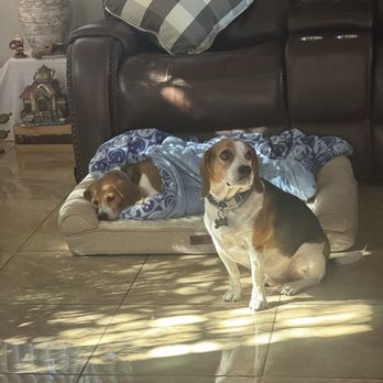 Shadow Hills Pet Clinic - Veterinarians Near Me - Sun Valley, California Shadow Hills Pet Clinic - Veterinarians Near Me - Sun Valley, California