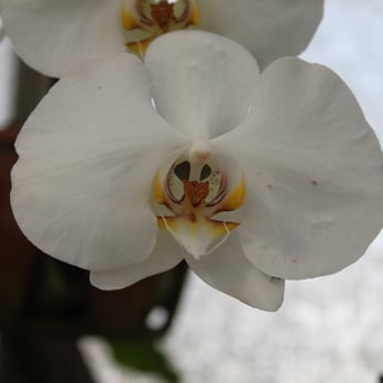 Jardin Botanique - Botanical Gardens Near Me - Lyon, 69